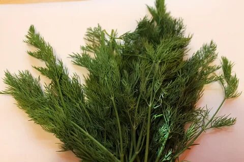 تصویر 1 از ارزان ترین شوید خشک بلغور + بازار شیراز